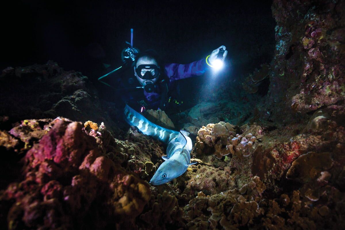 Shallow Reefs Night Dive - Waikiki - $175 - Waikiki Adventures