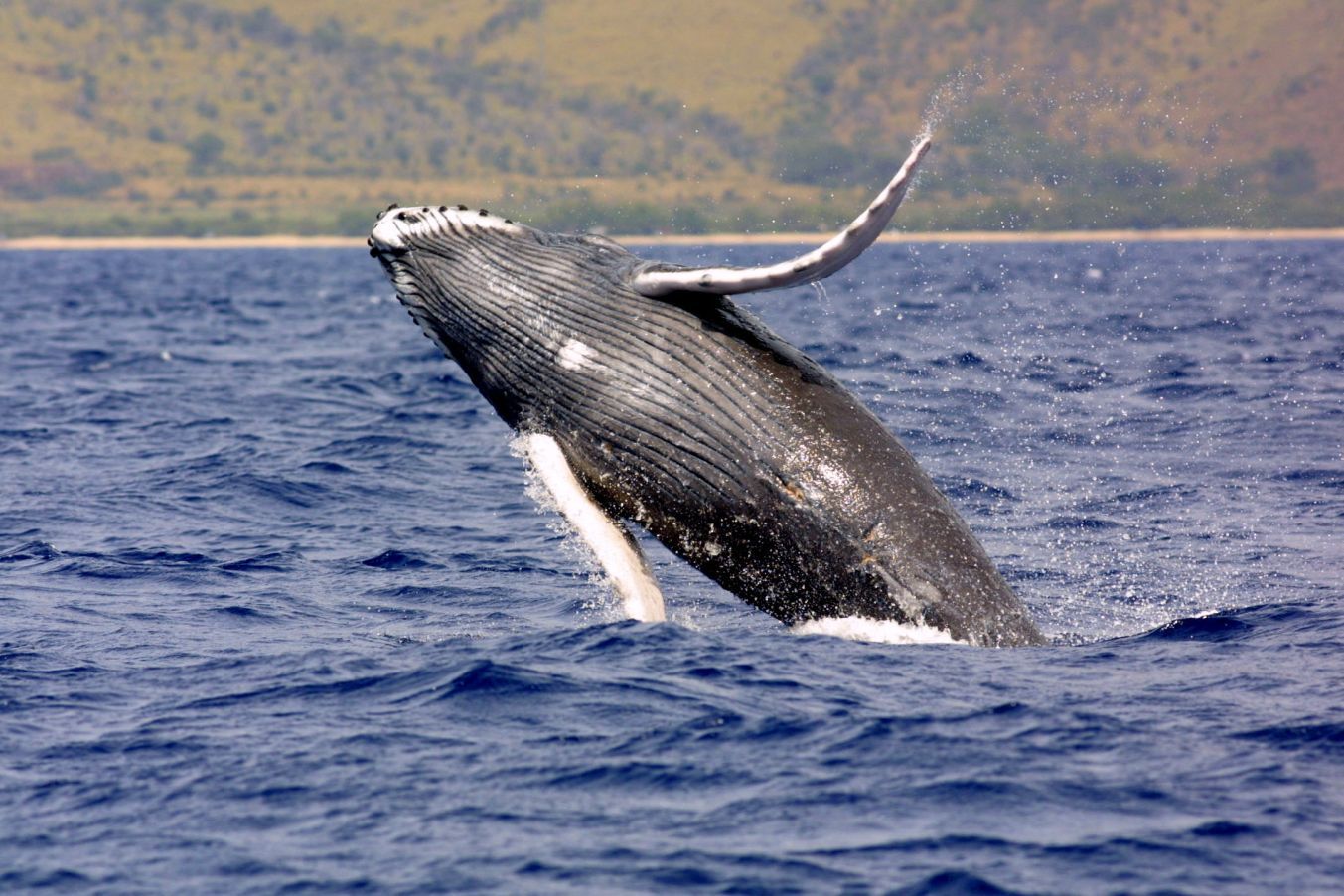 The Association — Pacific Whale Watch Association