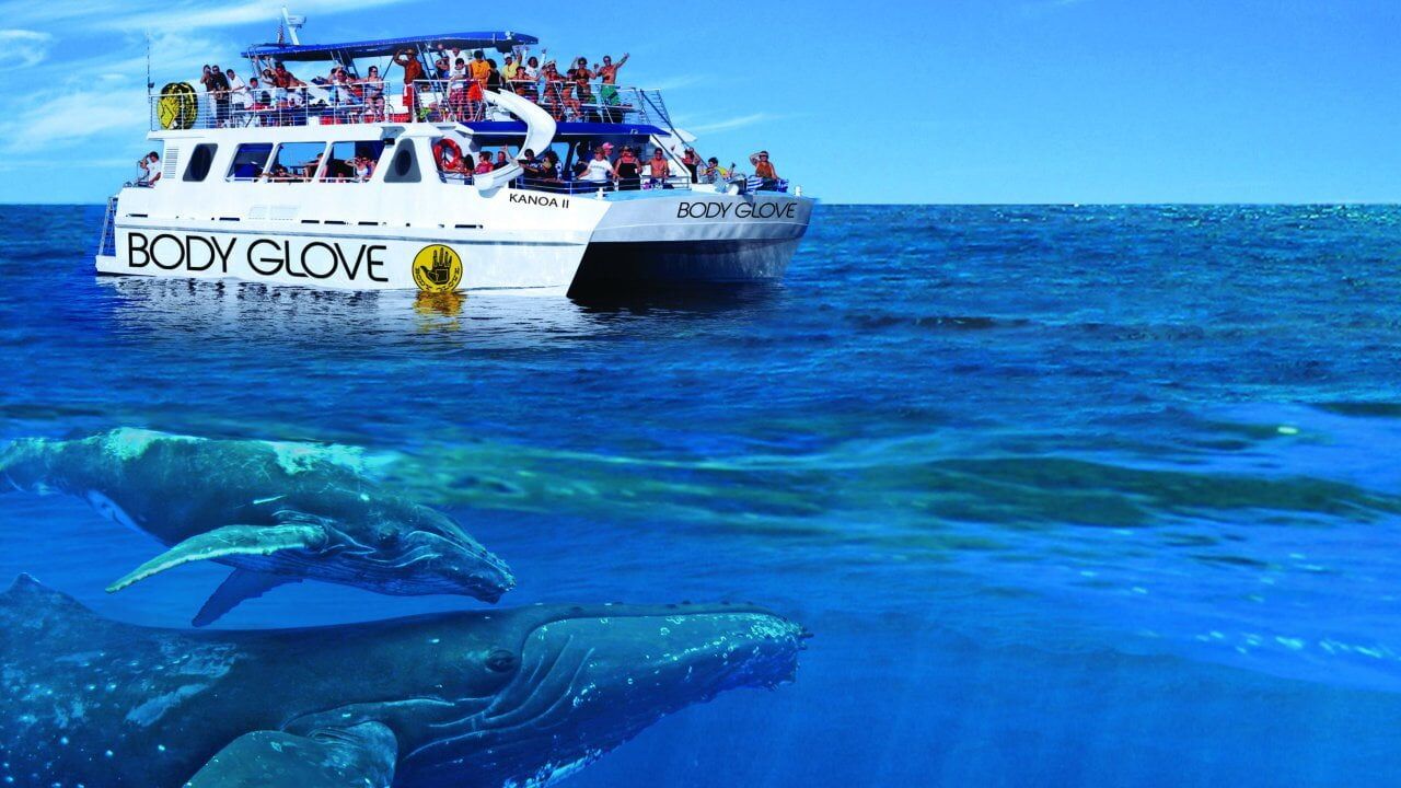 ▷ Whale and Dolphin Watching Boat Trip from Calheta, Madeira from 63 € -  CheckYeti